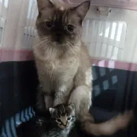 گربه ماده پرشین اسکاتیش