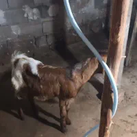 بز بزغاله پاکستانی|حیوانات مزرعه|دابودشت, |دیوار