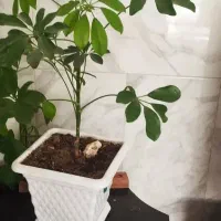 گل شفلرا با گلدان