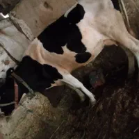 گا‌و