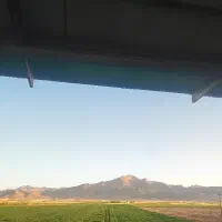 بذر جو آبی