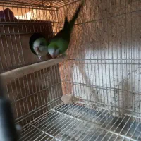 طوطی راهب سبز مولد|پرنده|محمدشهر, محمدشهر|دیوار