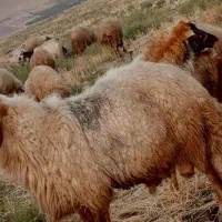 قوچ اصیل سنحابی|حیوانات مزرعه|روانسر, |دیوار