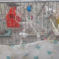 فنچ و،... عروس|پرنده|بندر امام خمینی, |دیوار