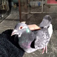 کفتر|پرنده|باغستان, |دیوار