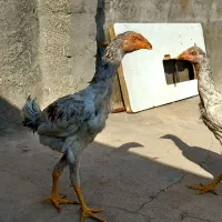 جوجه لاری
