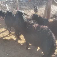 قوچ|حیوانات مزرعه|خورش رستم, |دیوار