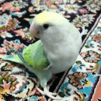 طوطی کوتوله برزیلی رام و دستی|پرنده|بانه, |دیوار