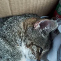 واگذاری (بیمار)