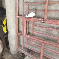 شهرک فجر|پرنده|لردگان, |دیوار