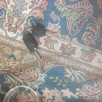 گم شده