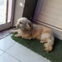 توله آشپیتز ۱۱ماهه|سگ|مشهد, کوی المهدی|دیوار