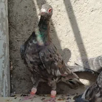 کبوتر هفترنگ نر پرشی گرفتنی
