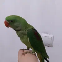 جوجه شاه طوطی