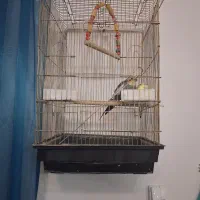 عروس هلندی|پرنده|ساوه, |دیوار