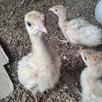 بوقلمون بیوتی ۶