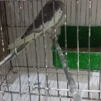 جوجه عروس هلندی و مولد