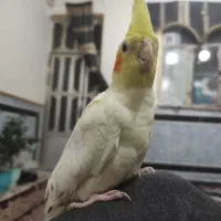 عروس هلندی نر دستی سه ماهه