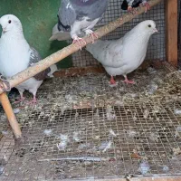 پرنده|پرنده|مینودشت, |دیوار