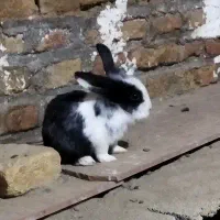 بچه خرگوش سفید مشکی|موش و خرگوش|گنبد کاووس, |دیوار