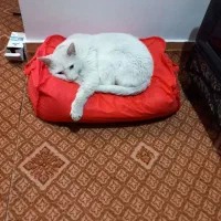 واگذاری گربه|گربه|شلمان, |دیوار