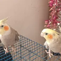 جفت عروس هلندی فروشی|پرنده|طبس, |دیوار