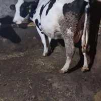 ۲عددگاو|حیوانات مزرعه|مهربان, |دیوار