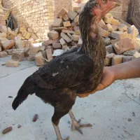 ماکیان لاری معامله ای