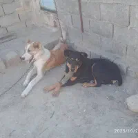 دوبرمن صحرایی و سگ گله ای|سگ|بندر گناوه, |دیوار