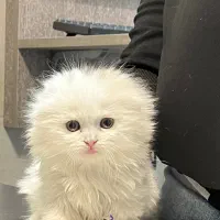 بچه گربه نژاد اسکاتیش