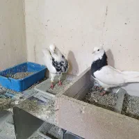 سلام 4جفت طوقی