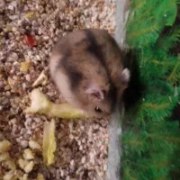 همستر کمپل شکلاتی خاکستری|موش و خرگوش|شاهینشهر, مخابرات (شهید بهشتی)|دیوار