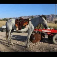 فروش دو اسب مادیون یا معاوضه|اسب و تجهیزات اسبسواری|خنج, |دیوار