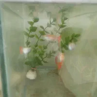 بچه ماهی پلاتی خونی و ماهی گوپی فول رد بزرگ|ماهی|تویسرکان, |دیوار