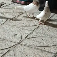 دو جفت حیون قشنگ و ذات دار