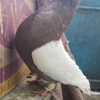 کفتر پرشی|پرنده|راز وجرگلان, |دیوار