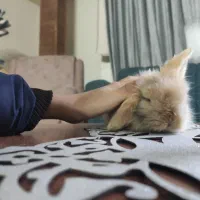 خرگوش مینیاتوری|موش و خرگوش|مشهد, تربیت (صدف)|دیوار