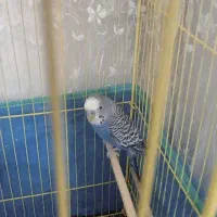 مرغ عشق نر سرحال وآواز خوان  مست وبازیگوش