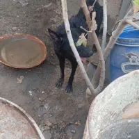 سگ نگهبان