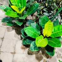 انواع گلهای آپارتمانی