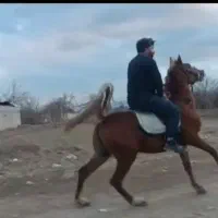 اسب و کره مادیون و مادیون|اسب و تجهیزات اسبسواری|اصفهان, جلفا|دیوار