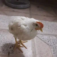 جوجه خروس
