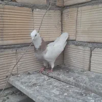 نر طوقی
