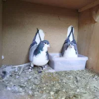 کبوتر دمگیر