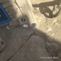 کفتر غربیگیری