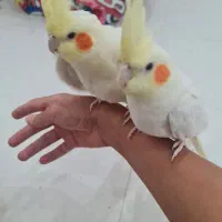 یک جفت عروس هلندی