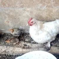 مرغ با جوجه