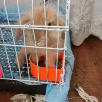 خرگوش|موش و خرگوش|مشهد, خرمشهر|دیوار