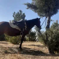 مادیان کرد آرام. ومخصوص آموزش  میکروچیپ  شده