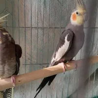 یک جفت عروس هلندی همرا ۳ عدد جوجه بزرگ|پرنده|تهران, استخر|دیوار